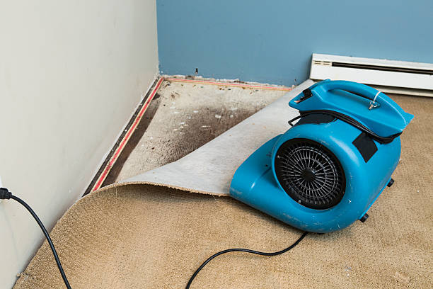 Best Basement water damage restoration  in Bradfordville, FL